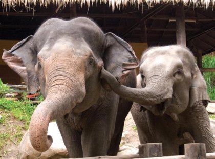 elephants saying hello in chiang mai