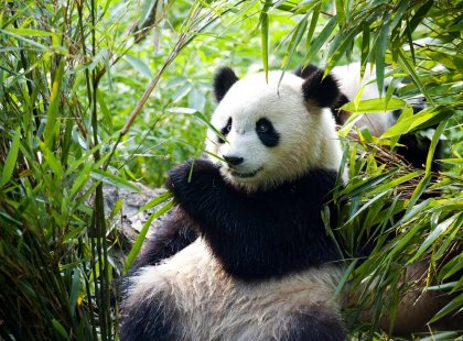 china_panda-giant-bamboo