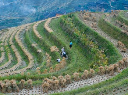 China, Longji Rice Terraces