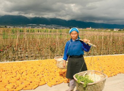 china dali corn farmer women crops harvest local produce