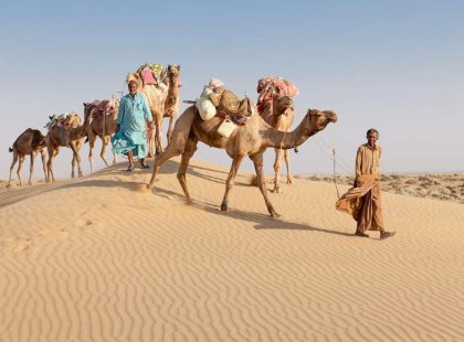 India thar desert camels