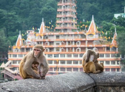 india rishikesh monkeys laxman jhula bridge temple