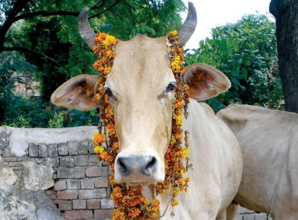 Holy cow with flower garlands, India