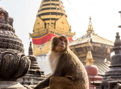Nepal Kathmandu monkey