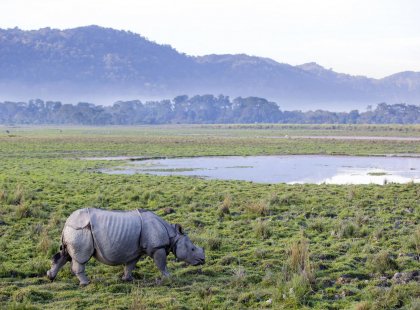 One horned rhinoceros in Kaziranga National Park - Assam, India