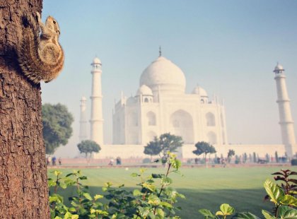 india agra taj mahal squirrel