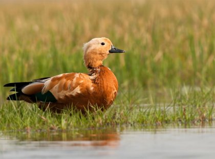 India, Chilika Lake, Adult Male Ruddy Shelduck, Winter Migration