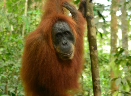 Orangutan in Gunung Leuser national park