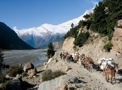 On the trekking trail with donkeys to Annapurna, Nepal