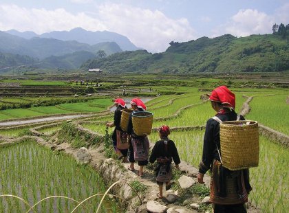 sapa walking rice field