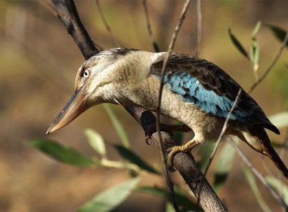 Australia_Nitmiluk-National-Park_Blue-winged-Kookaburra