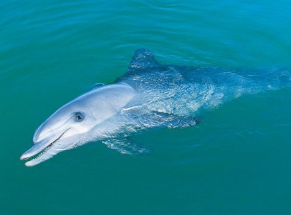 australia_wa_monkey-mia_dolphin