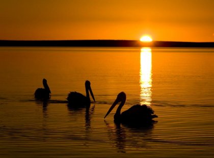 Pelicans, Shark Bay