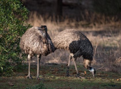 Emus at Tower Hill Reserve near the Grampians National Park, Victoria, Australia