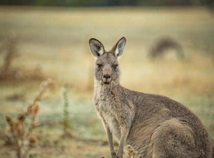 A kangaroo at Halls Gap, Victoria, Australia
