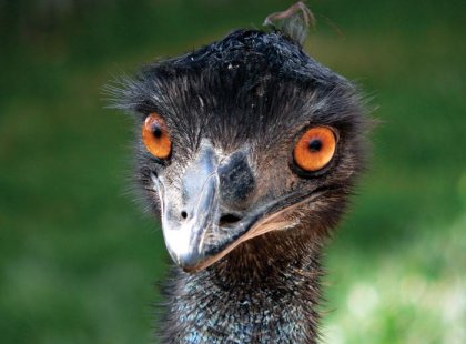 australia emu wildlife western