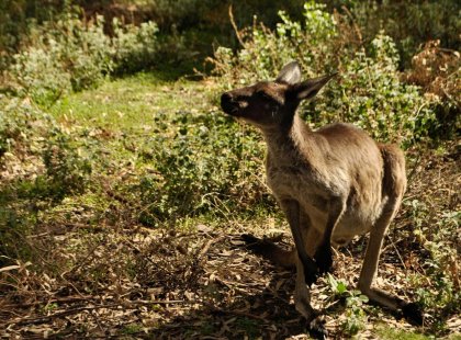 Kangaroo in Wilpena Bend, South Australia