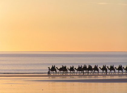 camels on beach in Broome