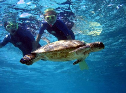Snorkellers with sea turtle at Coral Bay, Ningaloo Reef