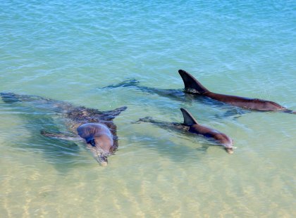 Dolphins at Monkey Mia, Western Australia