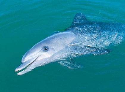 australia dolphin western wildlife ocean