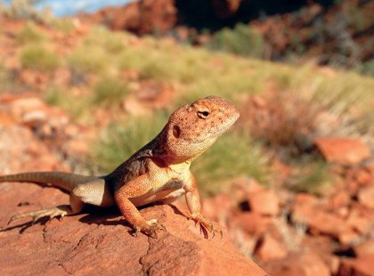 australia_nt_kata-tjuta_lizard