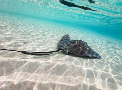 Sting ray in the Bahamas
