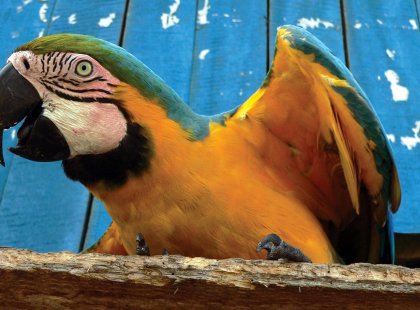 guatemala antigua parrot local tropical bird