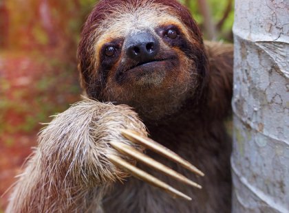costa-rica_sloth_climbing-tree