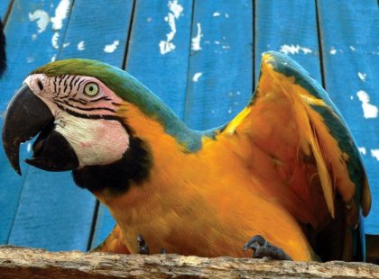 costa rica macaw parrots yellow sitting squark