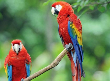 costa rica scarlet macaws parrots red sitting squark