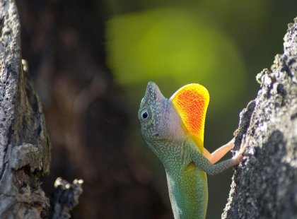 Close-up of a anole lizard in Montego Bay