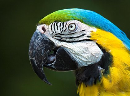 Guatemala, Parrot closeup