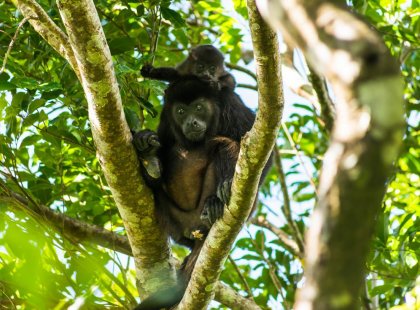 Intrepid travel nicaragua ometepe howler monkey