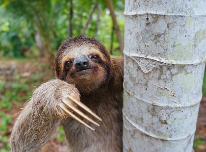 costa rica sloth tree jungle smile claws