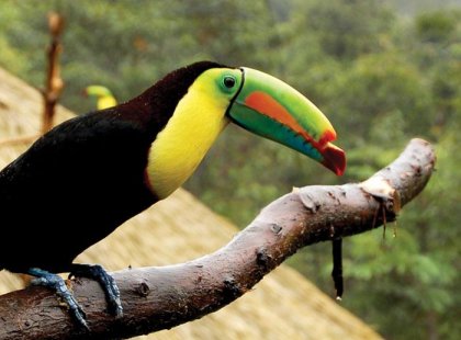 costa rica toucan bird colourful beak tropical