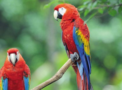 costa rica scarlet macaws parrot local bird