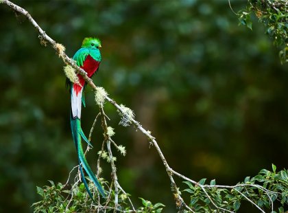 Costa Rica, Los Quetzales NP, Quetzal bird