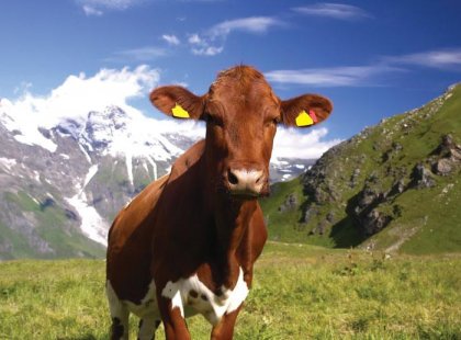austria alps cow fields mountains cattle