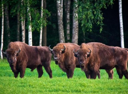 European Bisons in Belarus