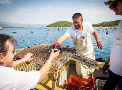 Three men cooking mussels on boat, Croatia
