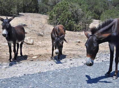 See the wild donkeys in Northern Cyprus