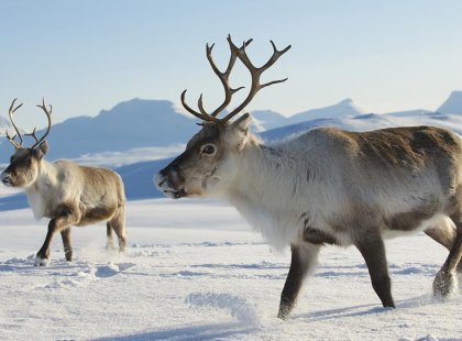 A herd of reindeer in Finland