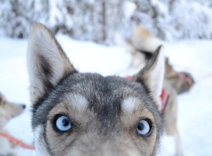 Get up close with the Huskies in Finland