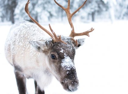 Reindeer in the snowy woodland of Finland