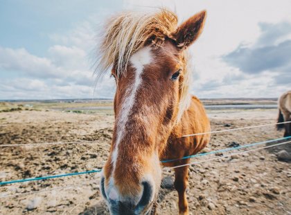 An Icelandic horse on the Golden Circle