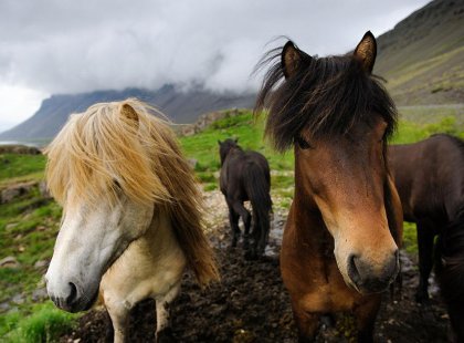 Adventure cruising Iceland wild ponies