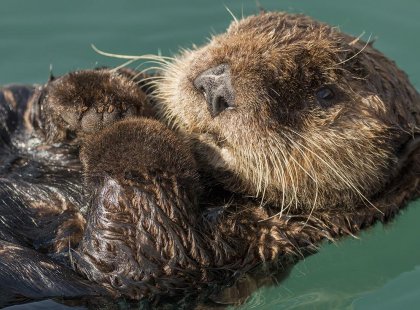 Alaska's Kenai Peninsular with Intrepid Travel - sea otter
