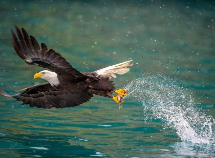 Alaska's Kenai Peninsular with Intrepid Travel