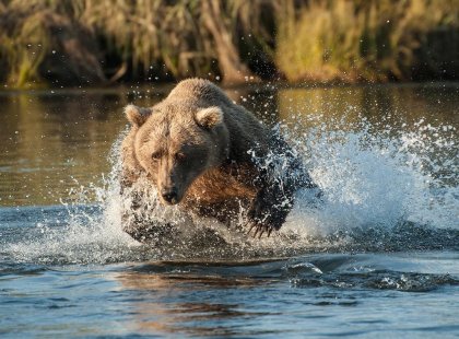 Alaska Adventure with Intrepid Travel - Coastal bear fishing